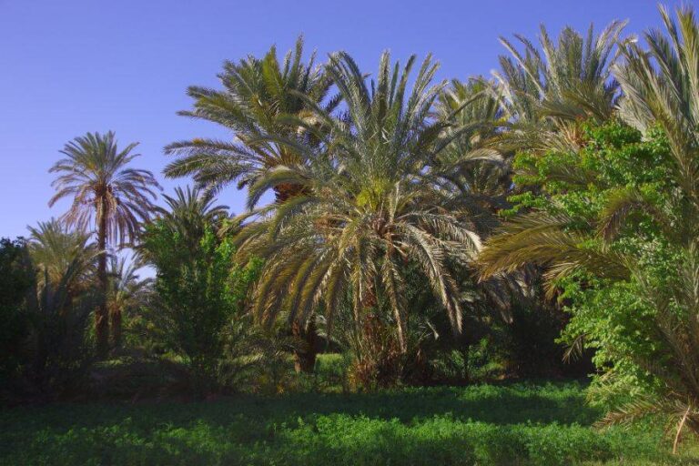 Transfer from Errachidia Airport to Merzouga Desert